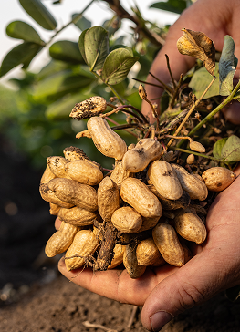 Roasted peanuts